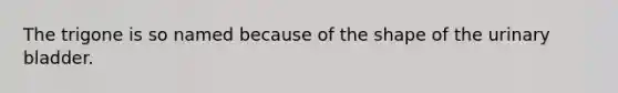 The trigone is so named because of the shape of the <a href='https://www.questionai.com/knowledge/kb9SdfFdD9-urinary-bladder' class='anchor-knowledge'>urinary bladder</a>.