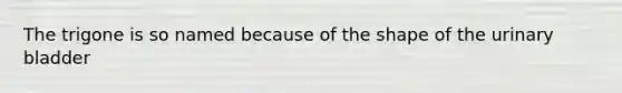 The trigone is so named because of the shape of the urinary bladder