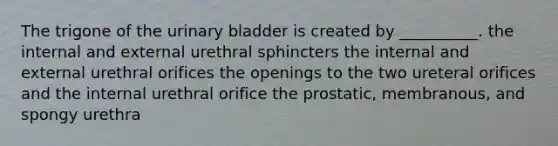 The trigone of the urinary bladder is created by __________. the internal and external urethral sphincters the internal and external urethral orifices the openings to the two ureteral orifices and the internal urethral orifice the prostatic, membranous, and spongy urethra