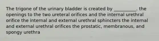 The trigone of the <a href='https://www.questionai.com/knowledge/kb9SdfFdD9-urinary-bladder' class='anchor-knowledge'>urinary bladder</a> is created by __________. the openings to the two ureteral orifices and the internal urethral orifice the internal and external urethral sphincters the internal and external urethral orifices the prostatic, membranous, and spongy urethra