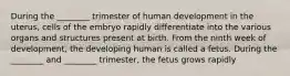 During the ________ trimester of human development in the uterus, cells of the embryo rapidly differentiate into the various organs and structures present at birth. From the ninth week of development, the developing human is called a fetus. During the ________ and ________ trimester, the fetus grows rapidly