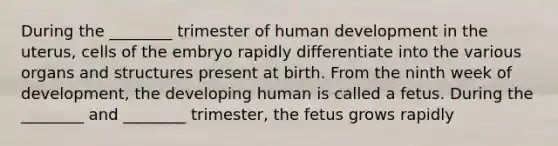 During the ________ trimester of human development in the uterus, cells of the embryo rapidly differentiate into the various organs and structures present at birth. From the ninth week of development, the developing human is called a fetus. During the ________ and ________ trimester, the fetus grows rapidly