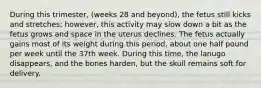 During this trimester, (weeks 28 and beyond), the fetus still kicks and stretches; however, this activity may slow down a bit as the fetus grows and space in the uterus declines. The fetus actually gains most of its weight during this period, about one half pound per week until the 37th week. During this time, the lanugo disappears, and the bones harden, but the skull remains soft for delivery.