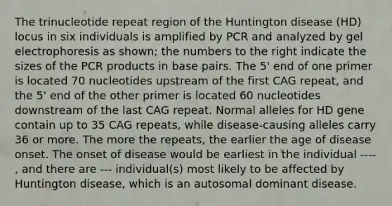 The trinucleotide repeat region of the Huntington disease (HD) locus in six individuals is amplified by PCR and analyzed by gel electrophoresis as shown; the numbers to the right indicate the sizes of the PCR products in base pairs. The 5' end of one primer is located 70 nucleotides upstream of the first CAG repeat, and the 5' end of the other primer is located 60 nucleotides downstream of the last CAG repeat. Normal alleles for HD gene contain up to 35 CAG repeats, while disease-causing alleles carry 36 or more. The more the repeats, the earlier the age of disease onset. The onset of disease would be earliest in the individual ---- , and there are --- individual(s) most likely to be affected by Huntington disease, which is an autosomal dominant disease.