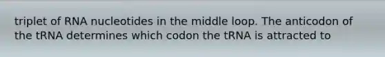 triplet of RNA nucleotides in the middle loop. The anticodon of the tRNA determines which codon the tRNA is attracted to