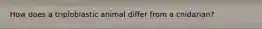 How does a triploblastic animal differ from a cnidarian?