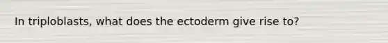 In triploblasts, what does the ectoderm give rise to?