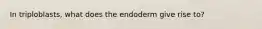 In triploblasts, what does the endoderm give rise to?