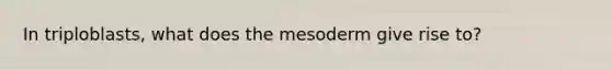 In triploblasts, what does the mesoderm give rise to?