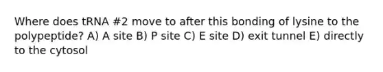 Where does tRNA #2 move to after this bonding of lysine to the polypeptide? A) A site B) P site C) E site D) exit tunnel E) directly to the cytosol