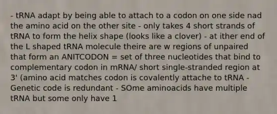 - tRNA adapt by being able to attach to a codon on one side nad the amino acid on the other site - only takes 4 short strands of tRNA to form the helix shape (looks like a clover) - at ither end of the L shaped tRNA molecule theire are w regions of unpaired that form an ANITCODON = set of three nucleotides that bind to complementary codon in mRNA/ short single-stranded region at 3' (amino acid matches codon is covalently attache to tRNA - Genetic code is redundant - SOme aminoacids have multiple tRNA but some only have 1