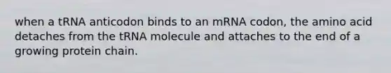 when a tRNA anticodon binds to an mRNA codon, the amino acid detaches from the tRNA molecule and attaches to the end of a growing protein chain.