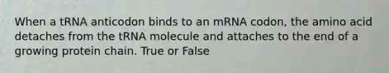 When a tRNA anticodon binds to an mRNA codon, the amino acid detaches from the tRNA molecule and attaches to the end of a growing protein chain. True or False