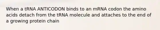 When a tRNA ANTICODON binds to an mRNA codon the amino acids detach from the tRNA molecule and attaches to the end of a growing protein chain