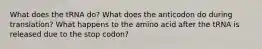 What does the tRNA do? What does the anticodon do during translation? What happens to the amino acid after the tRNA is released due to the stop codon?