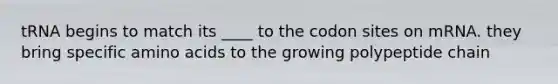 tRNA begins to match its ____ to the codon sites on mRNA. they bring specific amino acids to the growing polypeptide chain