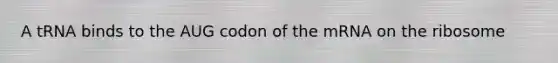 A tRNA binds to the AUG codon of the mRNA on the ribosome