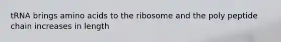 tRNA brings amino acids to the ribosome and the poly peptide chain increases in length