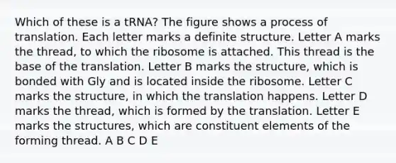 Which of these is a tRNA? The figure shows a process of translation. Each letter marks a definite structure. Letter A marks the thread, to which the ribosome is attached. This thread is the base of the translation. Letter B marks the structure, which is bonded with Gly and is located inside the ribosome. Letter C marks the structure, in which the translation happens. Letter D marks the thread, which is formed by the translation. Letter E marks the structures, which are constituent elements of the forming thread. A B C D E