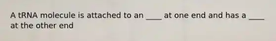 A tRNA molecule is attached to an ____ at one end and has a ____ at the other end