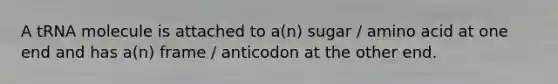 A tRNA molecule is attached to a(n) sugar / amino acid at one end and has a(n) frame / anticodon at the other end.