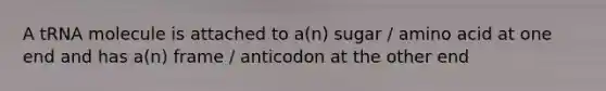 A tRNA molecule is attached to a(n) sugar / amino acid at one end and has a(n) frame / anticodon at the other end