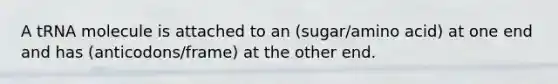 A tRNA molecule is attached to an (sugar/amino acid) at one end and has (anticodons/frame) at the other end.