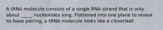 A tRNA molecule consists of a single RNA strand that is only about _____ nucleotides long. Flattened into one plane to reveal its base pairing, a tRNA molecule looks like a cloverleaf.