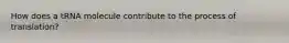 How does a tRNA molecule contribute to the process of translation?