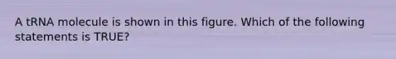 A tRNA molecule is shown in this figure. Which of the following statements is TRUE?