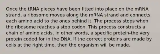 Once the tRNA pieces have been fitted into place on the mRNA strand, a ribosome moves along the mRNA strand and connects each amino acid to the ones behind it. The process stops when the ribosome reaches a stop codon. This process constructs a chain of <a href='https://www.questionai.com/knowledge/k9gb720LCl-amino-acids' class='anchor-knowledge'>amino acids</a>, in other words, a specific protein-the very protein coded for in the DNA. If the correct proteins are made by cells at the right time, then the organism will be made.