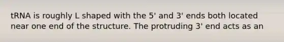 tRNA is roughly L shaped with the 5' and 3' ends both located near one end of the structure. The protruding 3' end acts as an