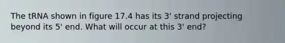 The tRNA shown in figure 17.4 has its 3' strand projecting beyond its 5' end. What will occur at this 3' end?