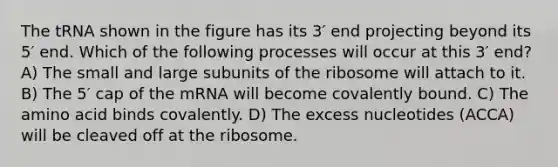 The tRNA shown in the figure has its 3′ end projecting beyond its 5′ end. Which of the following processes will occur at this 3′ end? A) The small and large subunits of the ribosome will attach to it. B) The 5′ cap of the mRNA will become covalently bound. C) The amino acid binds covalently. D) The excess nucleotides (ACCA) will be cleaved off at the ribosome.