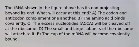 The tRNA shown in the figure above has its end projecting beyond its end. What will occur at this end? A) The codon and anticodon complement one another. B) The amino acid binds covalently. C) The excess nucleotides (ACCA) will be cleaved off at the ribosome. D) The small and large subunits of the ribosome will attach to it. E) The cap of the mRNA will become covalently bound.