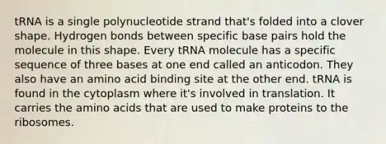 tRNA is a single polynucleotide strand that's folded into a clover shape. Hydrogen bonds between specific base pairs hold the molecule in this shape. Every tRNA molecule has a specific sequence of three bases at one end called an anticodon. They also have an amino acid binding site at the other end. tRNA is found in the cytoplasm where it's involved in translation. It carries the amino acids that are used to make proteins to the ribosomes.