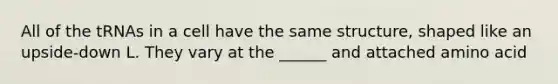 All of the tRNAs in a cell have the same structure, shaped like an upside-down L. They vary at the ______ and attached amino acid