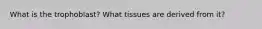 What is the trophoblast? What tissues are derived from it?