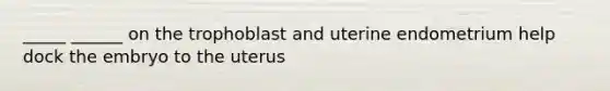 _____ ______ on the trophoblast and uterine endometrium help dock the embryo to the uterus