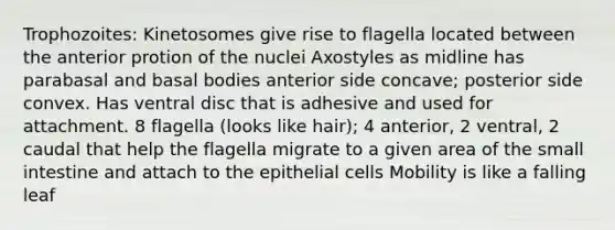 Trophozoites: Kinetosomes give rise to flagella located between the anterior protion of the nuclei Axostyles as midline has parabasal and basal bodies anterior side concave; posterior side convex. Has ventral disc that is adhesive and used for attachment. 8 flagella (looks like hair); 4 anterior, 2 ventral, 2 caudal that help the flagella migrate to a given area of the small intestine and attach to the epithelial cells Mobility is like a falling leaf