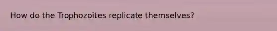 How do the Trophozoites replicate themselves?