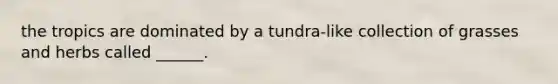 the tropics are dominated by a tundra-like collection of grasses and herbs called ______.