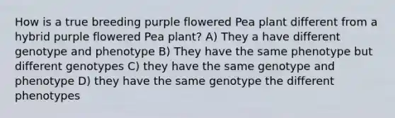 How is a true breeding purple flowered Pea plant different from a hybrid purple flowered Pea plant? A) They a have different genotype and phenotype B) They have the same phenotype but different genotypes C) they have the same genotype and phenotype D) they have the same genotype the different phenotypes