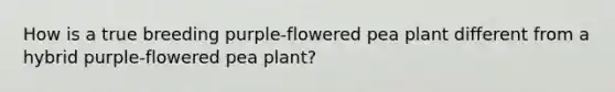 How is a true breeding purple-flowered pea plant different from a hybrid purple-flowered pea plant?