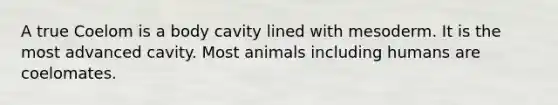 A true Coelom is a body cavity lined with mesoderm. It is the most advanced cavity. Most animals including humans are coelomates.