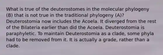 What is true of the deuterostomes in the molecular phylogeny (B) that is not true in the traditional phylogeny (A)? Deuterostomia now includes the Acoela. It diverged from the rest of the Bilateria earlier than did the Acoela. Deuterostomia is paraphyletic. To maintain Deuterostomia as a clade, some phyla had to be removed from it. It is actually a grade, rather than a clade.