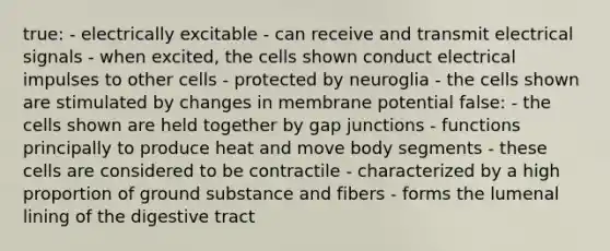 true: - electrically excitable - can receive and transmit electrical signals - when excited, the cells shown conduct electrical impulses to other cells - protected by neuroglia - the cells shown are stimulated by changes in membrane potential false: - the cells shown are held together by gap junctions - functions principally to produce heat and move body segments - these cells are considered to be contractile - characterized by a high proportion of ground substance and fibers - forms the lumenal lining of the digestive tract