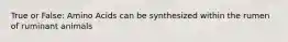 True or False: Amino Acids can be synthesized within the rumen of ruminant animals