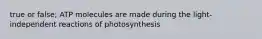 true or false; ATP molecules are made during the light-independent reactions of photosynthesis