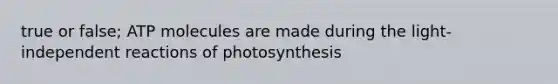 true or false; ATP molecules are made during the light-independent reactions of photosynthesis